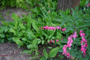 DSC00429