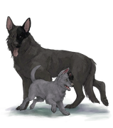 GSDAdultPupblackhalfright