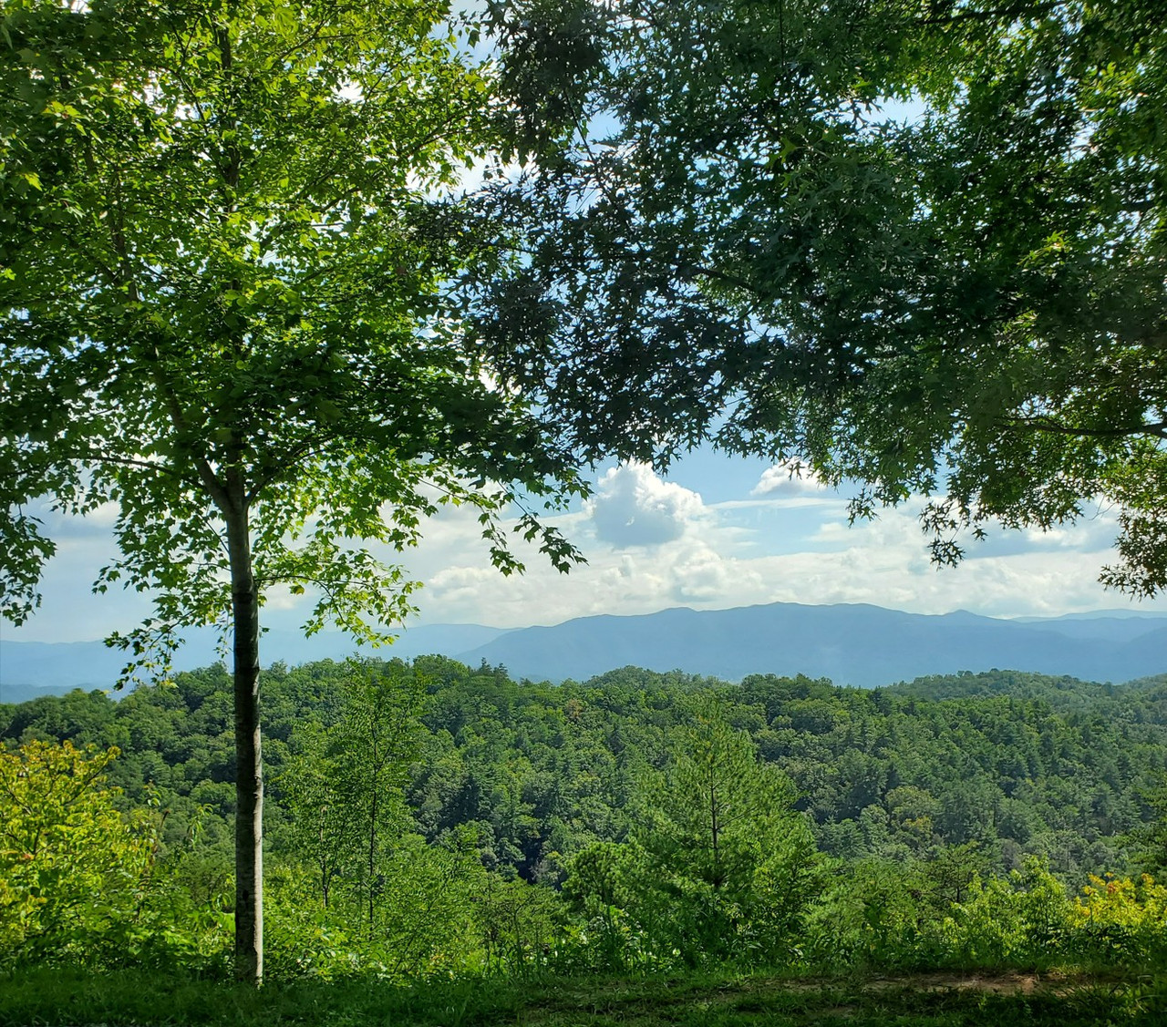 [Image: 2026-152519Cades-Cove.jpg]
