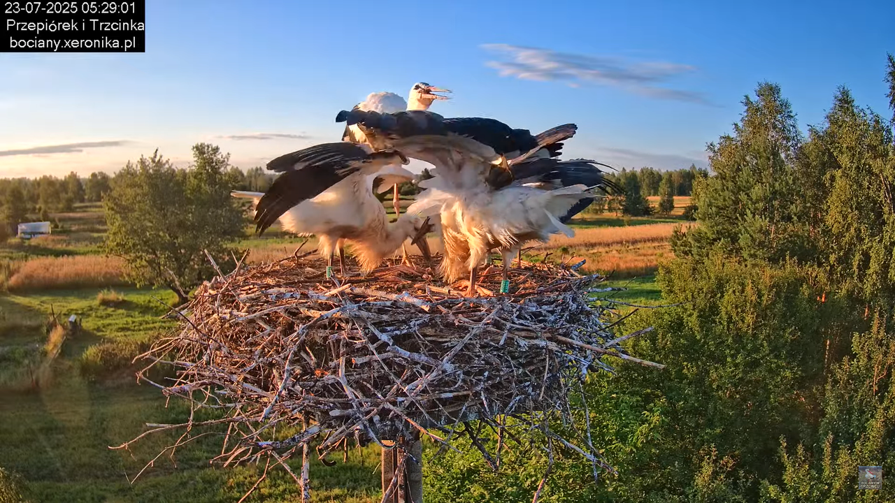 23072025bociany11