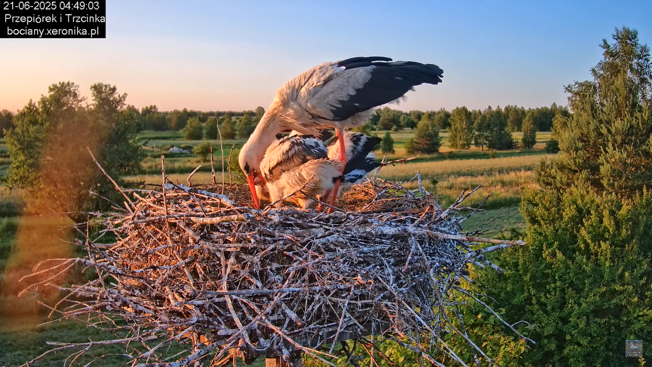 21062025bociany7