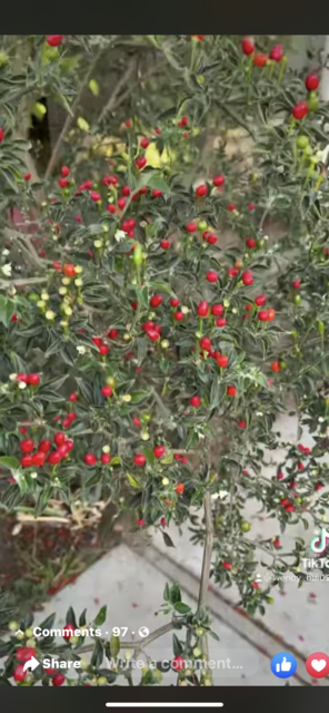 [Image: 671472-D2-A2-B4-4498-A6-A7-5-ED1068-C6010.png]