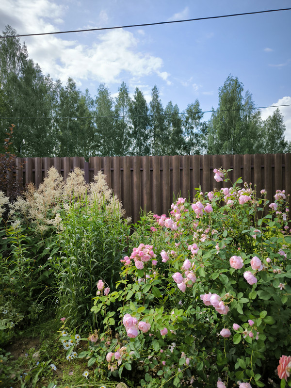 IMG_20240706_094422