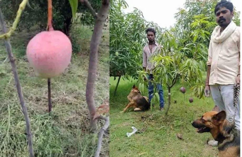 ఒడిశాలో ఖరీదైన మామిడి చోరీ