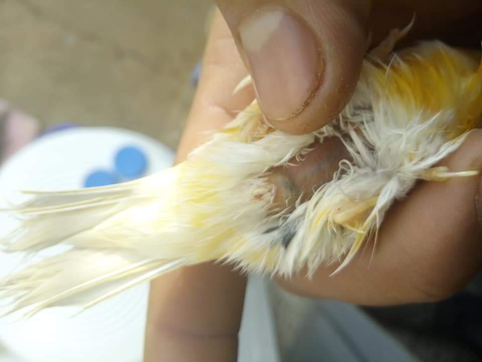صورة