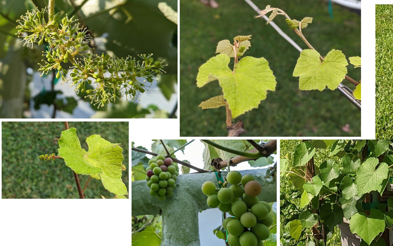 grapes unk leaves