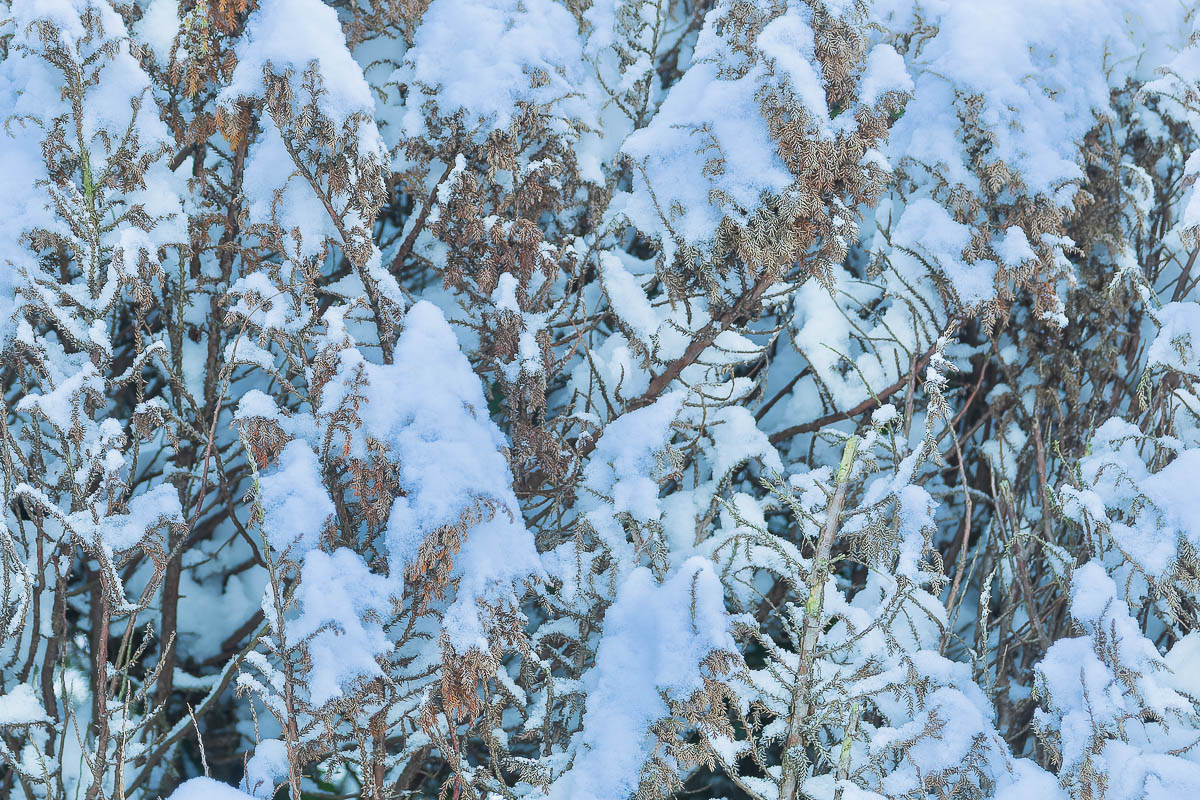 _DSC1541-dng_DxO_DeepPRIME-2