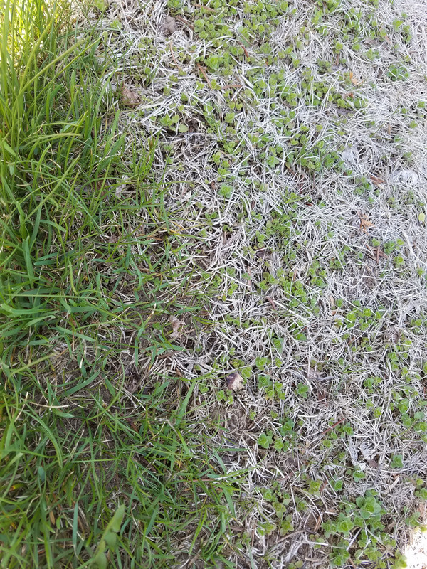 Front weeds close-up