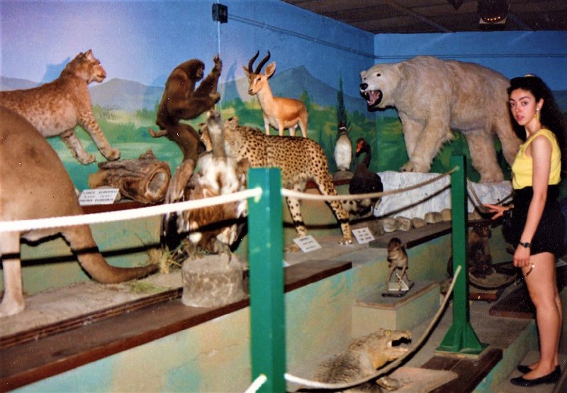 Paseando por España-1991/2024 - Blogs of Spain - ZOO DE MADRID-1992/2001/2006/2007-MADRID (3)