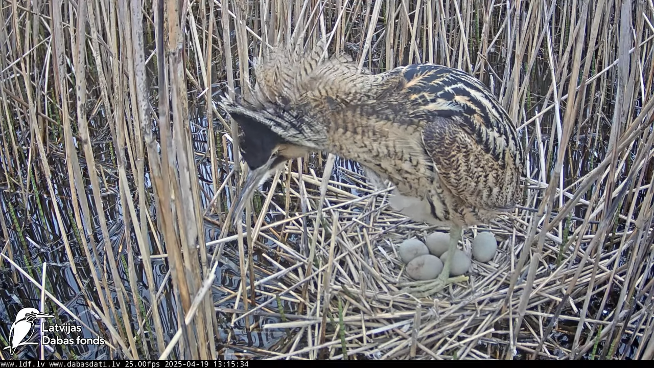 LDF Lielais dumpis (Botaurus stellaris) Zemītes pagastā 10-25-34 screenshot