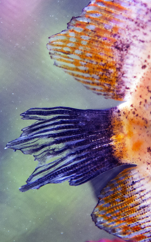 EOS 6D IMG-5564 23-02-2014 - Discus Chiaro - Par