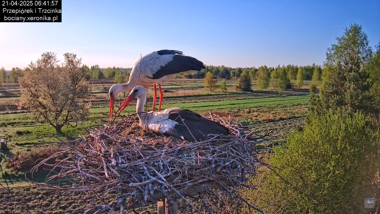 21042025bociany6