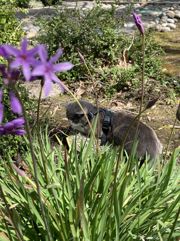 Frontyard Cat Adventures