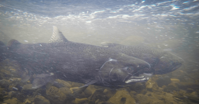 Klamath.Chinook-by-MW-1100x578