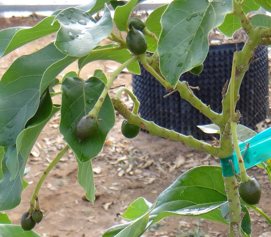 OroNegrofruitMay2013