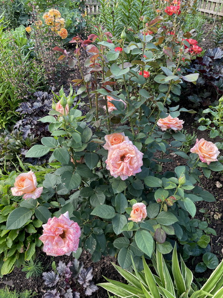 https://i.postimg.cc/3rD4pHK4/IMG-5736.jpg