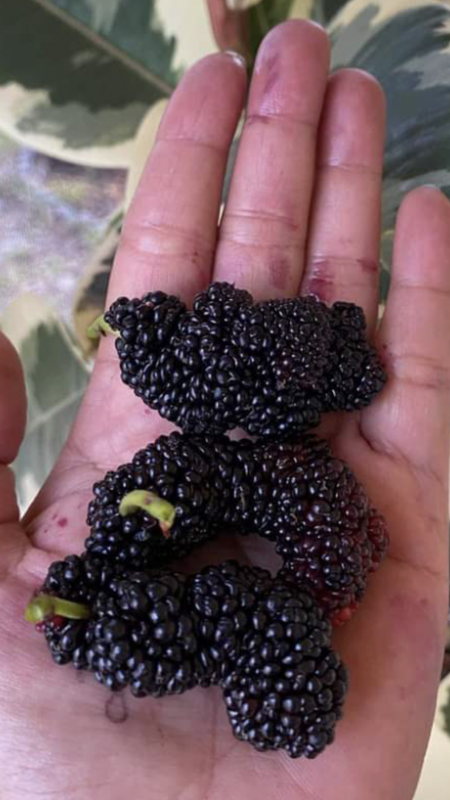 EDED55E1-E925-411D-8EE2-AF14B5964F88