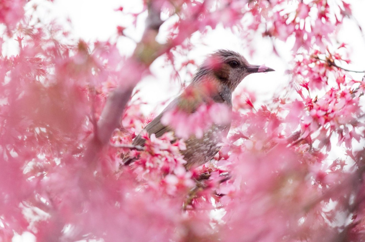 pink-jap-bird.jpg