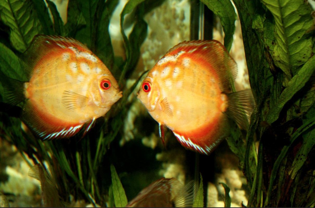 gold-fish.jpg