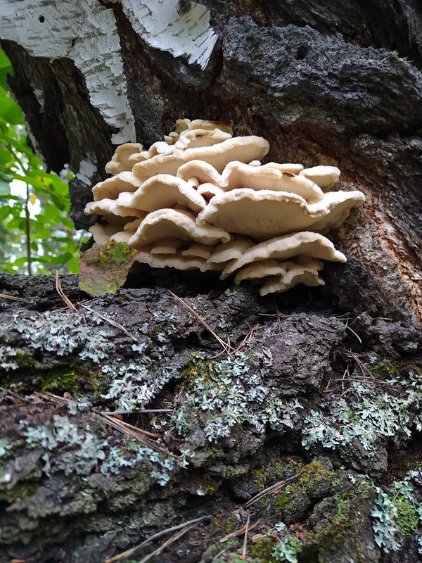 IMG_20230831_115835-fotor-20230903221840