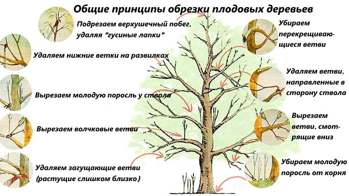 Когда правильно обрезать деревья по лунному календарю