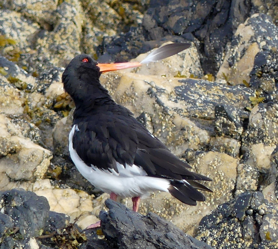 OYSTERCATCHER 1 260824