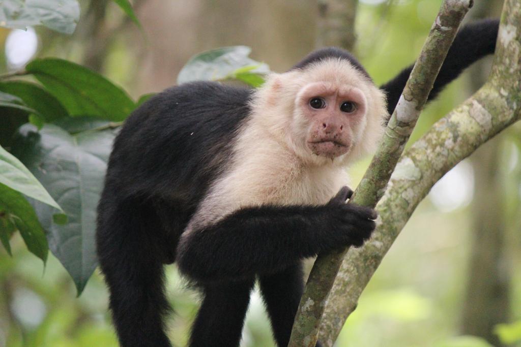 DE TORTUGAS Y PEREZOSOS. COSTA RICA 2019 - Blogs de Costa Rica - DÍA 5: PARQUE NACIONAL CAHUITA (13)