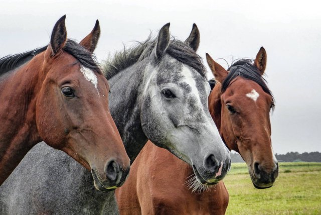 drie-paarden-op-rijtje.jpg