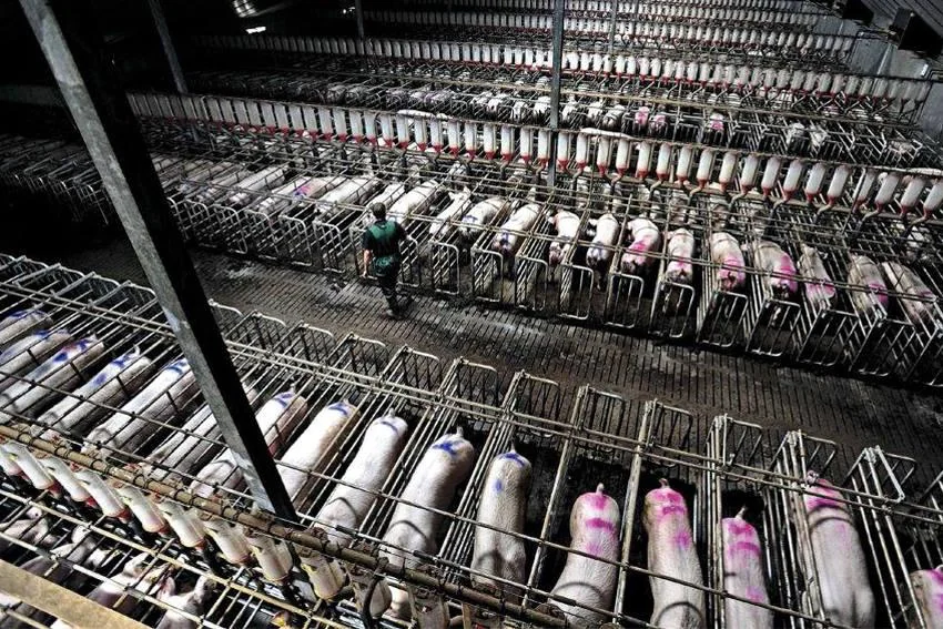 factory-farm