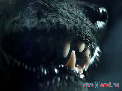 Стая 2015 фильм трейлер () Стая 2015 фильм трейлер