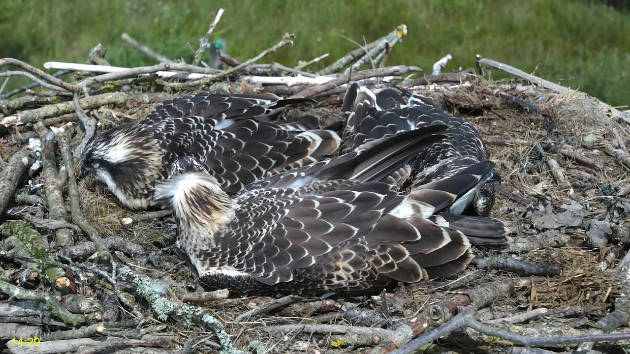 🦅 Dyfi Osprey Project (WALES)_ LIVE STREAMING 2024 in 4K 🦅 7-19-6 screenshot