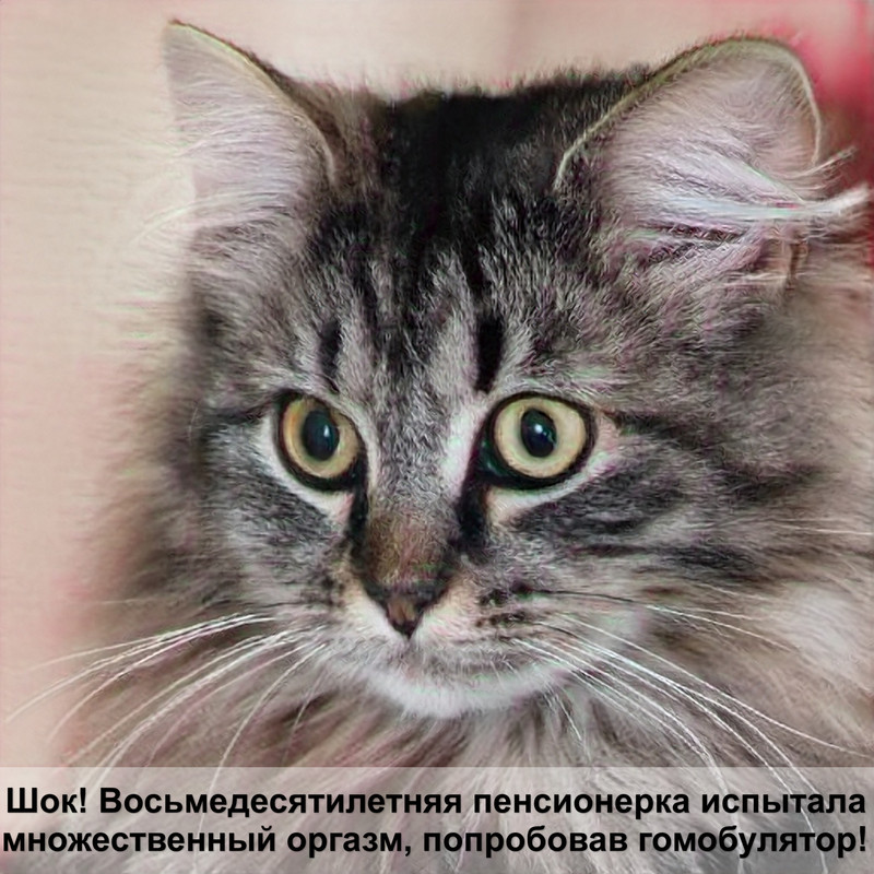 лучшие наполнители для кошек