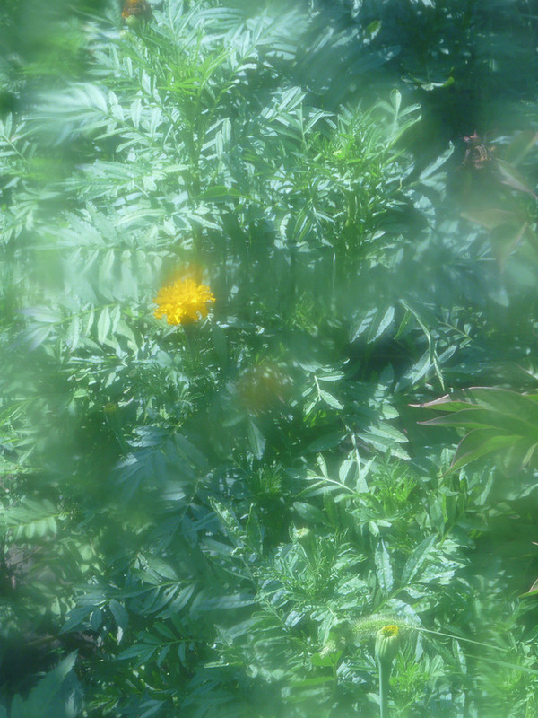 FotoRaduChibzii25.08.08 095-0... (1024)