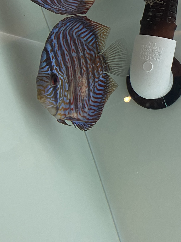 D757DECA-BD62-46DD-8CA4-DE6F2291151C