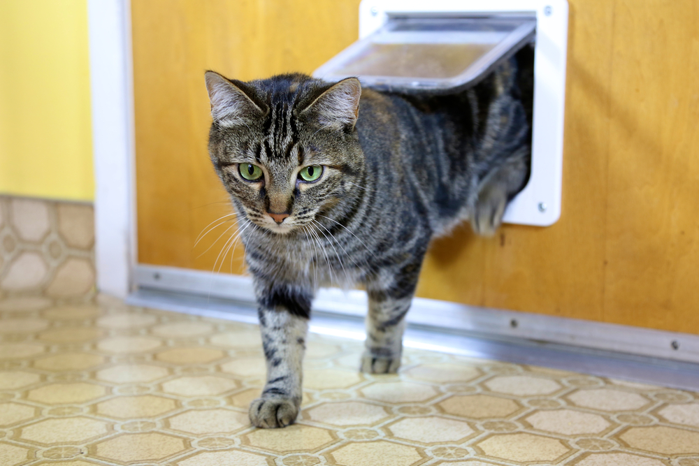 pet door installation mornington peninsula pet door installation mornington peninsula