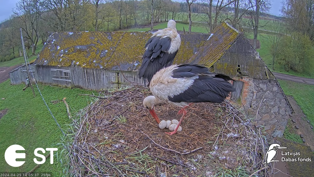 Baltie stārķi (Ciconia ciconia) Tukuma novadā - LDF tiešraide __ White storks in Tukums, Latvia 10-2