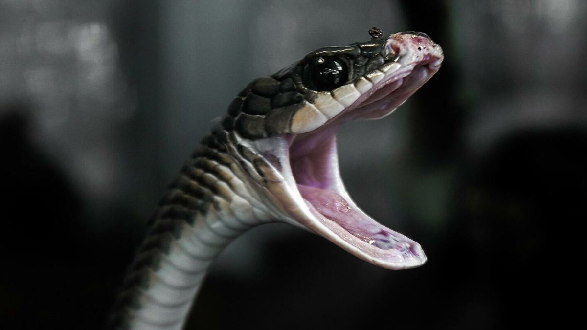 VIDEO: Un Serpente morde in faccia ad una Cantante durante le riprese di un Videoclip