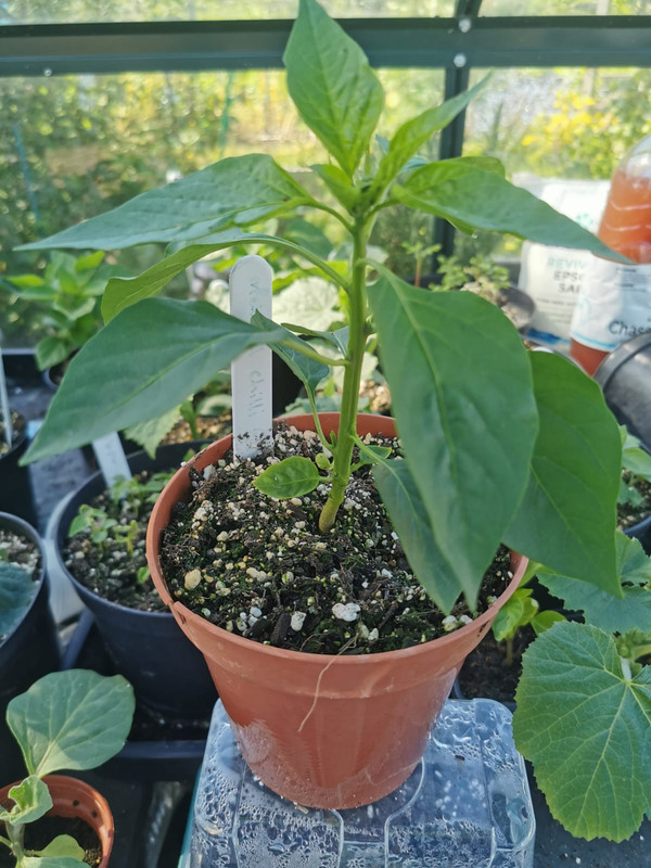 WhatsApp Image 2021-05-23 at 10.35.58