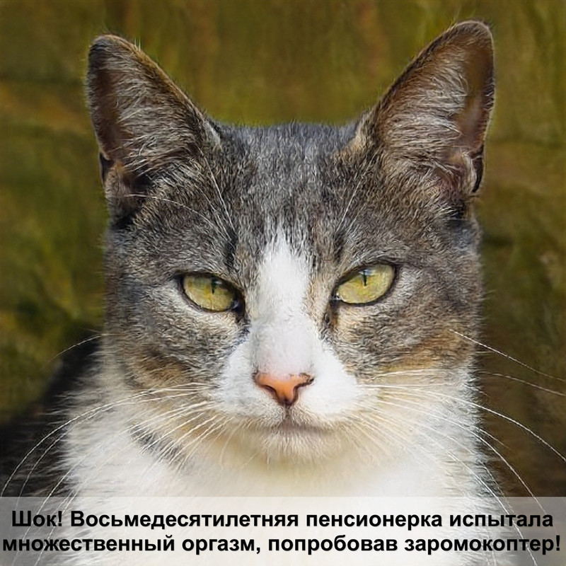 строение глаза кошки