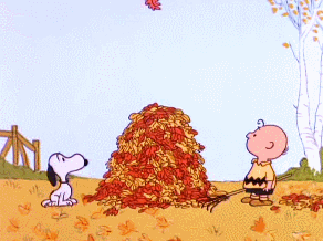 falling-leaves-in-pile