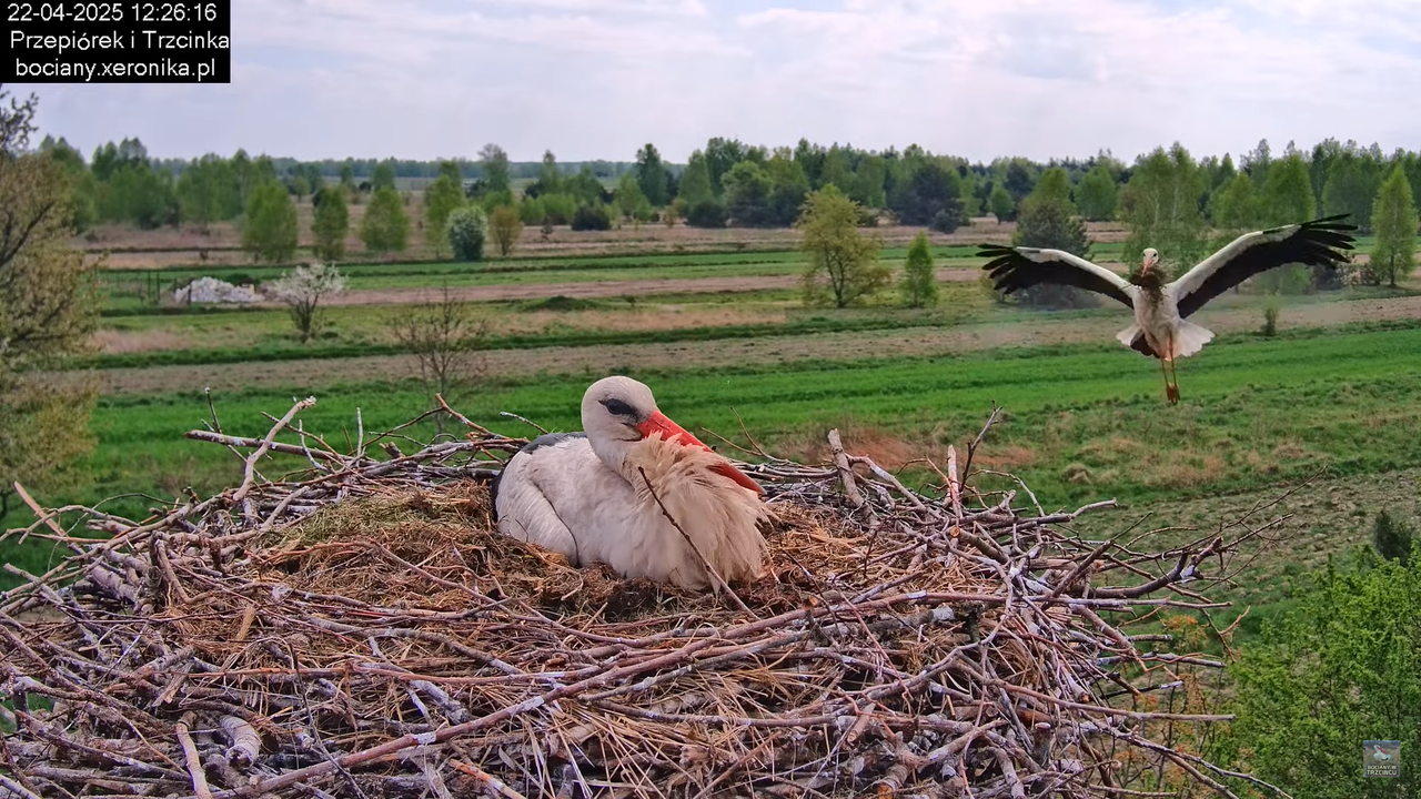 22042025bociany10