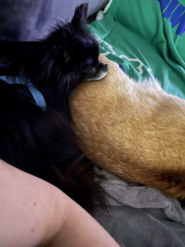 [Image: EABB40-F4-5-E3-A-4753-9745-A53-D8-EC77698.jpg]