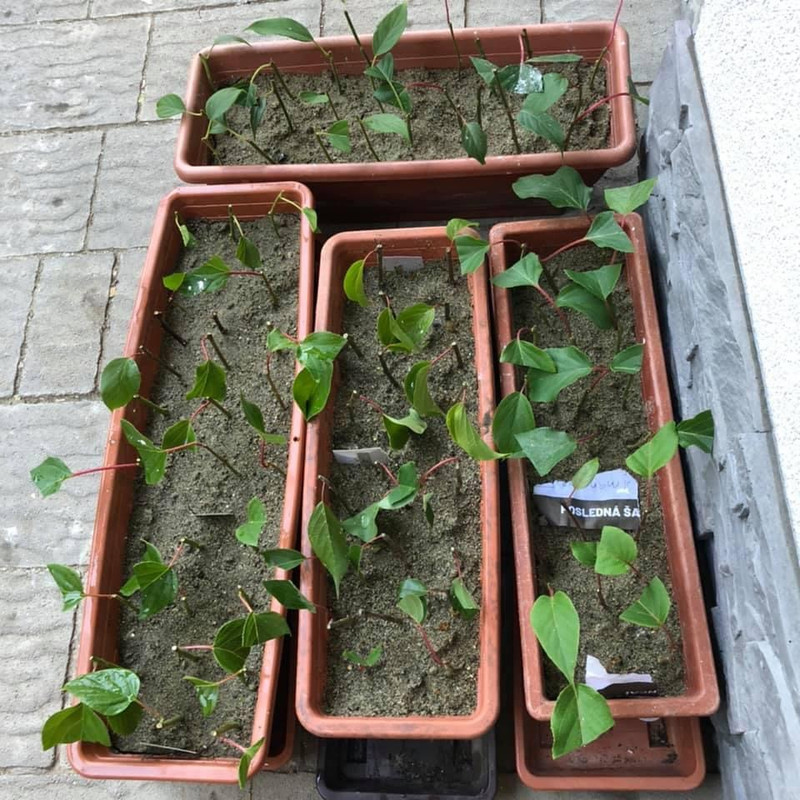 6DCA2BDA-0FAD-49D2-9105-D75E386BF4DD