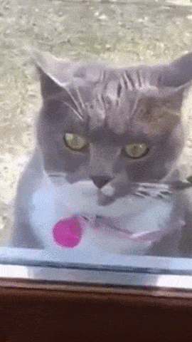 daily-gifdump-3400-26.gif