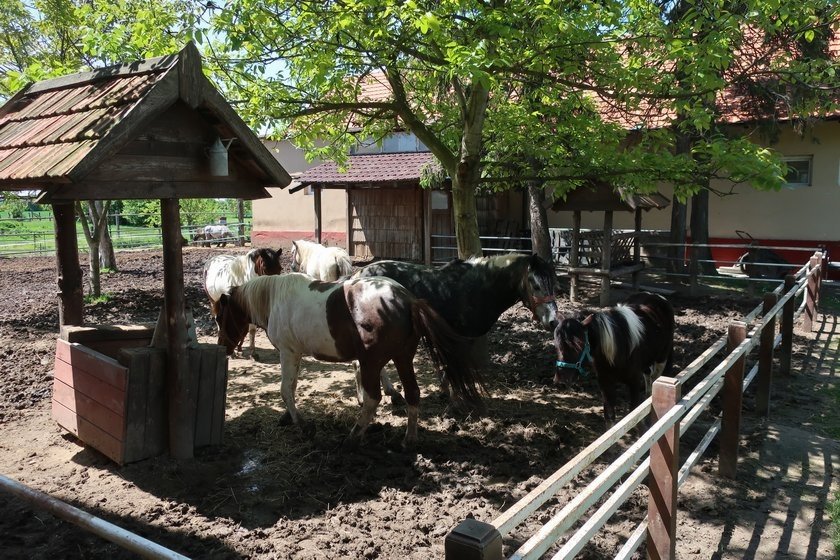 Zmixijada2019