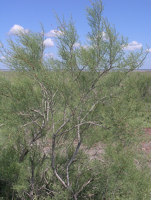 Tamarix gracilis 167597324