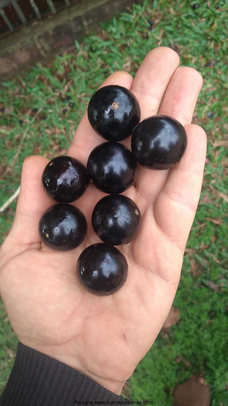 Huertasurbanas_com-1.jpeg-20220921_111617Peruana