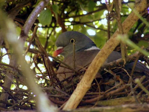 bird-on-the-nest.jpg