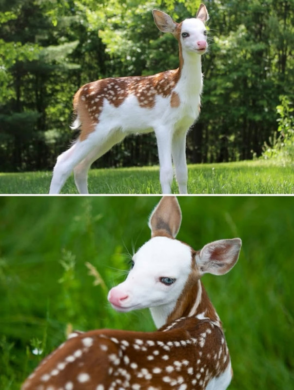 @thishowthingsworkA fawn named Dragon was born at Deer Tracks Junction, an animal farm in Cedar  (3)