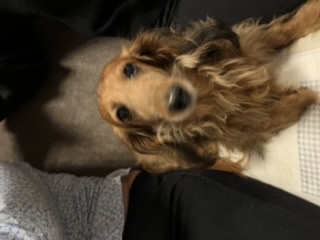 [Image: BC61-C874-47-D1-465-F-B1-F9-CADAD17171-FA.jpg]